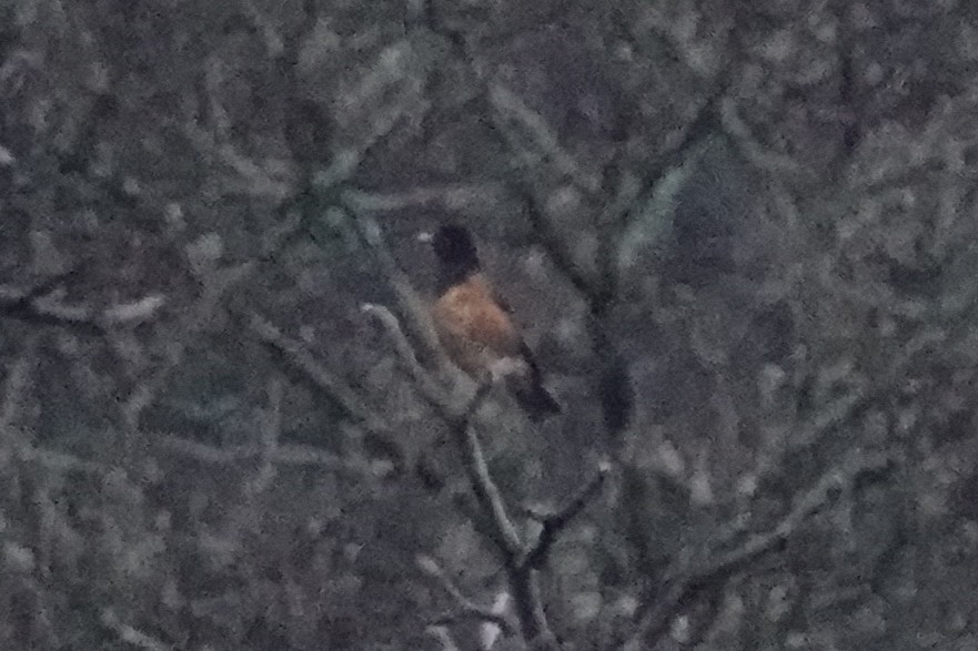 Black-breasted Thrush - ML642053928