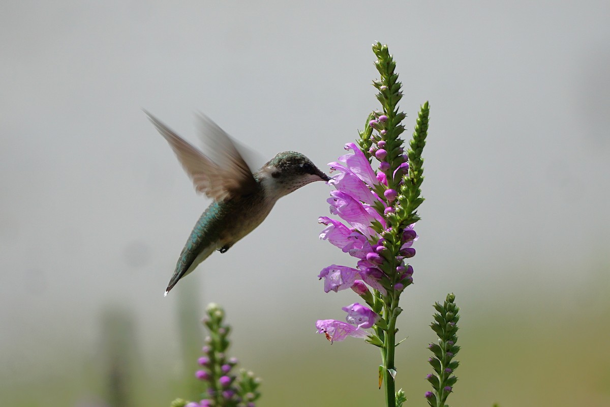 Ruby-throated Hummingbird - ML642053931