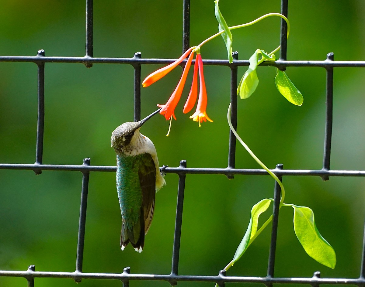 Ruby-throated Hummingbird - ML642053932