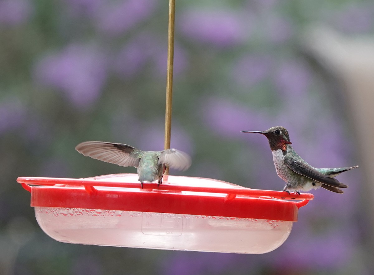 Anna's Hummingbird - ML642053935
