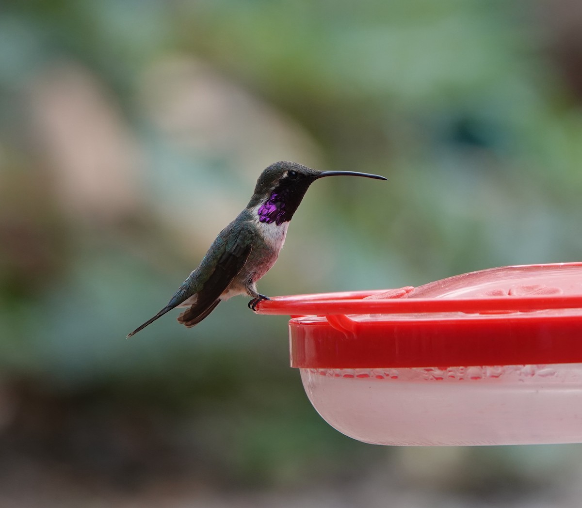 Lucifer Hummingbird - ML642053936