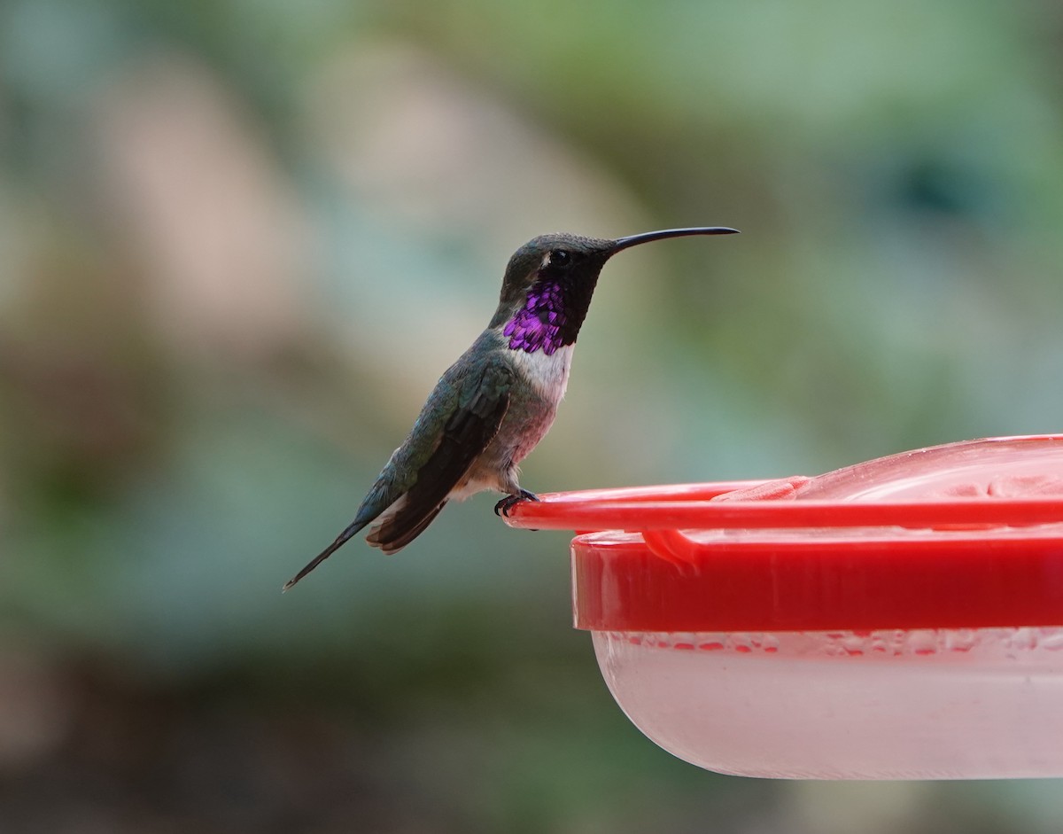 Lucifer Hummingbird - ML642053937