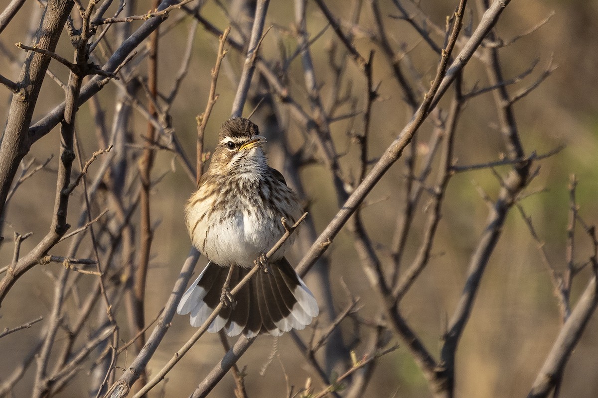 White-browed Scrub-Robin - ML642053938