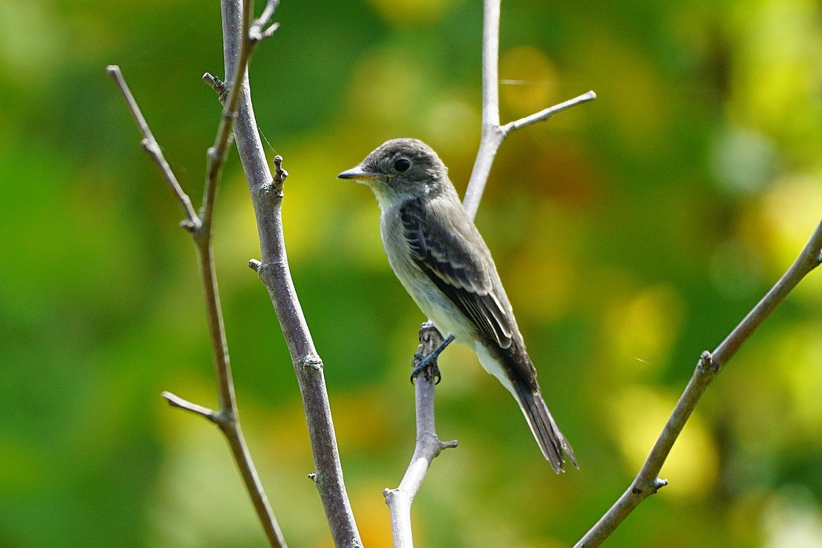 Least Flycatcher - ML642053939