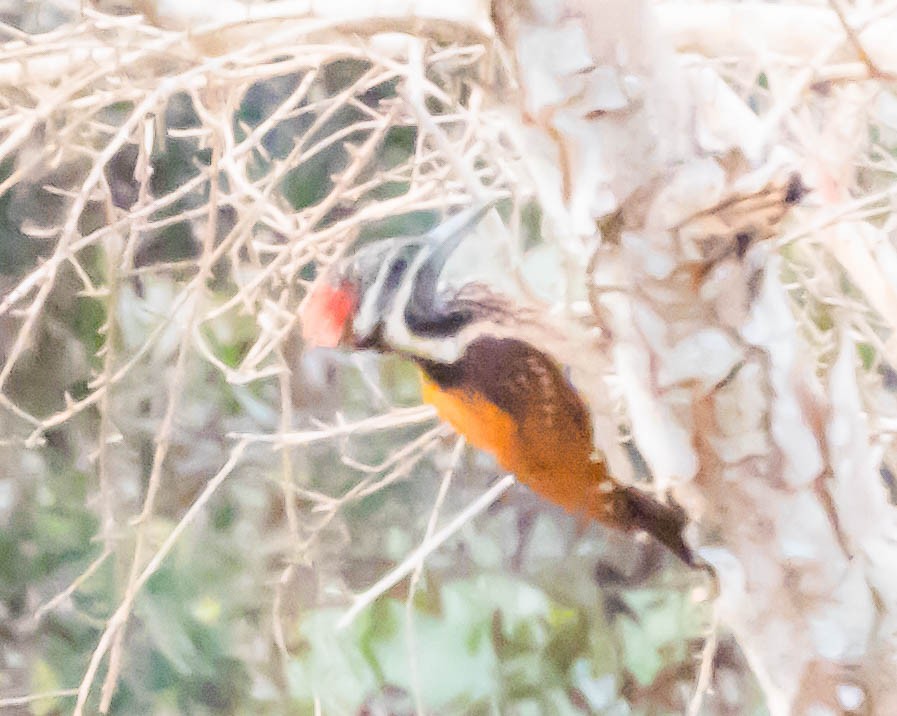 Black-rumped Flameback - ML642053943