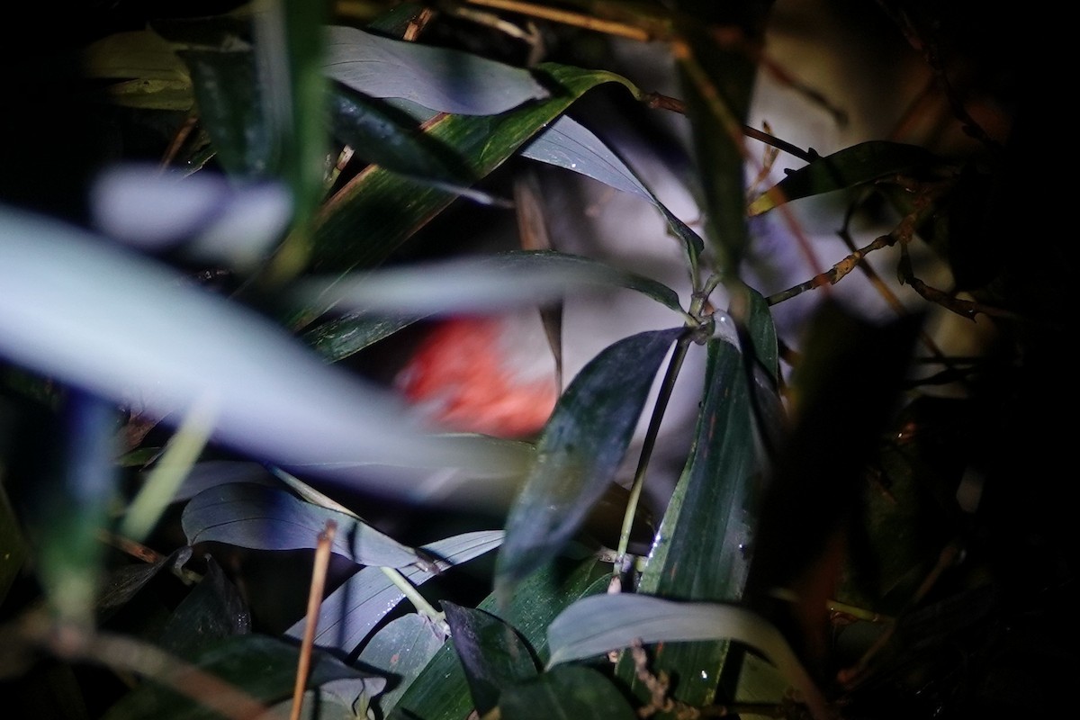 Bulbul urre-ipurdia - ML642053950