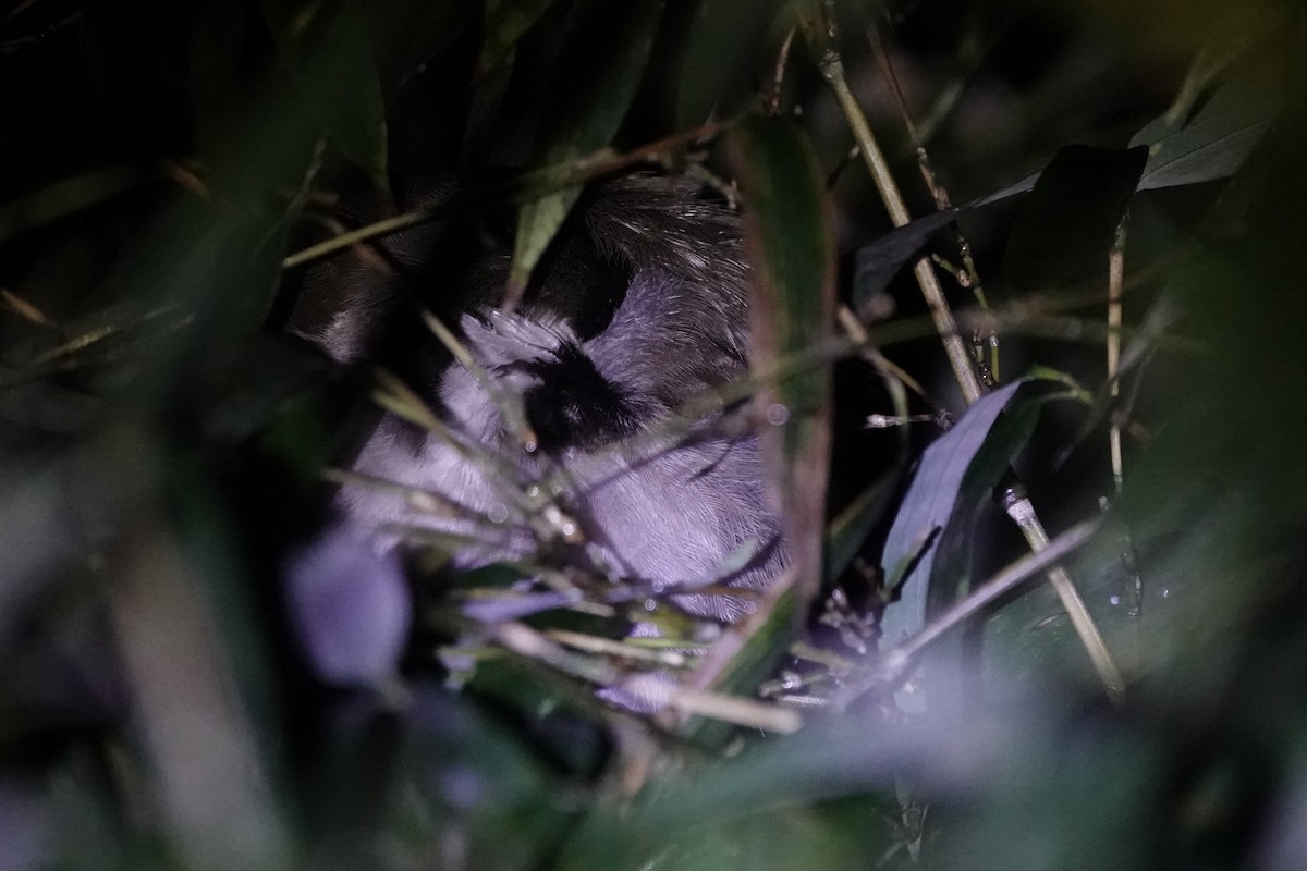 Bulbul urre-ipurdia - ML642053951