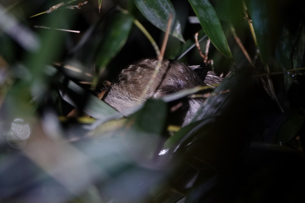 Bulbul urre-ipurdia - ML642053952