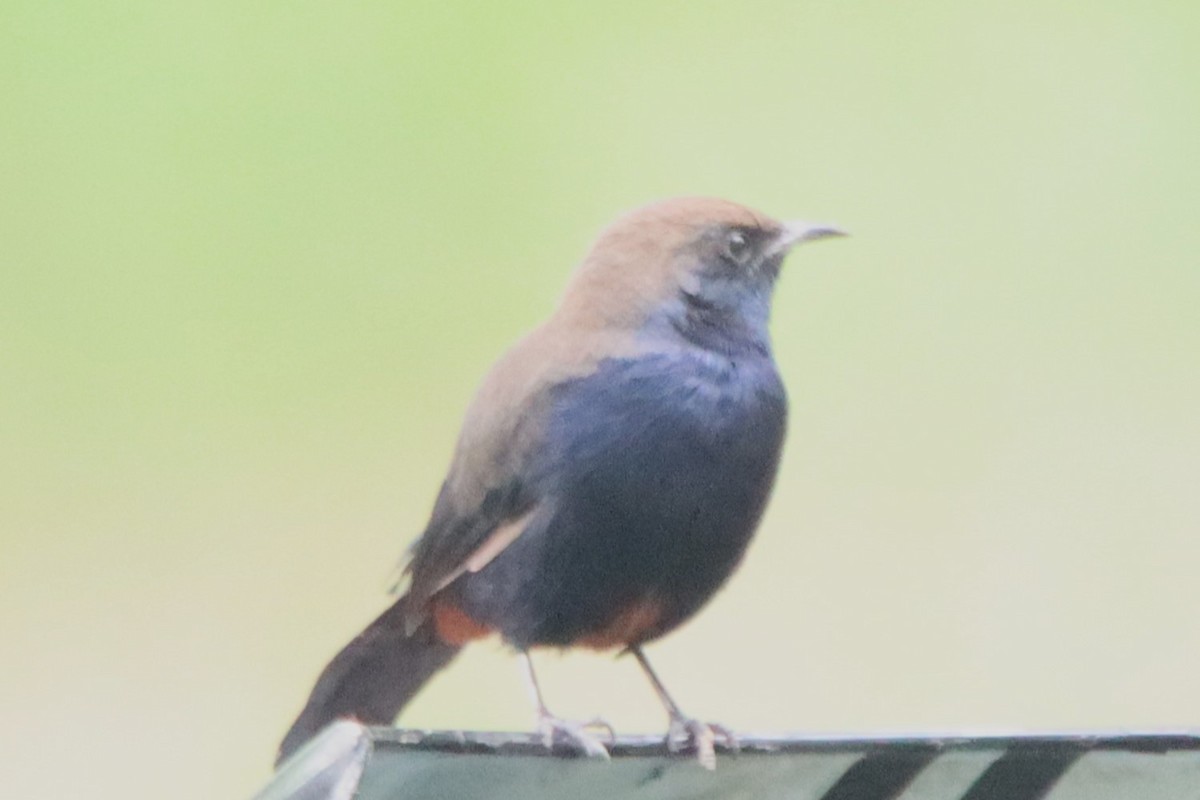 Indian Robin - ML642053953
