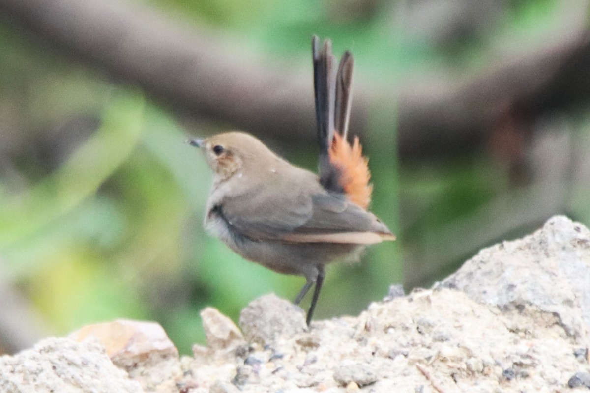Indian Robin - ML642053954