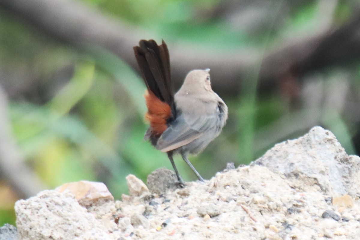 Indian Robin - ML642053955