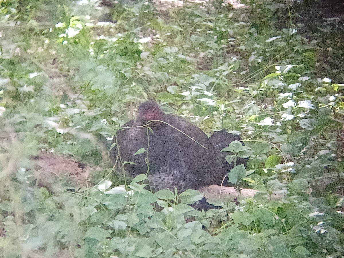 Australian Brushturkey - ML642053959