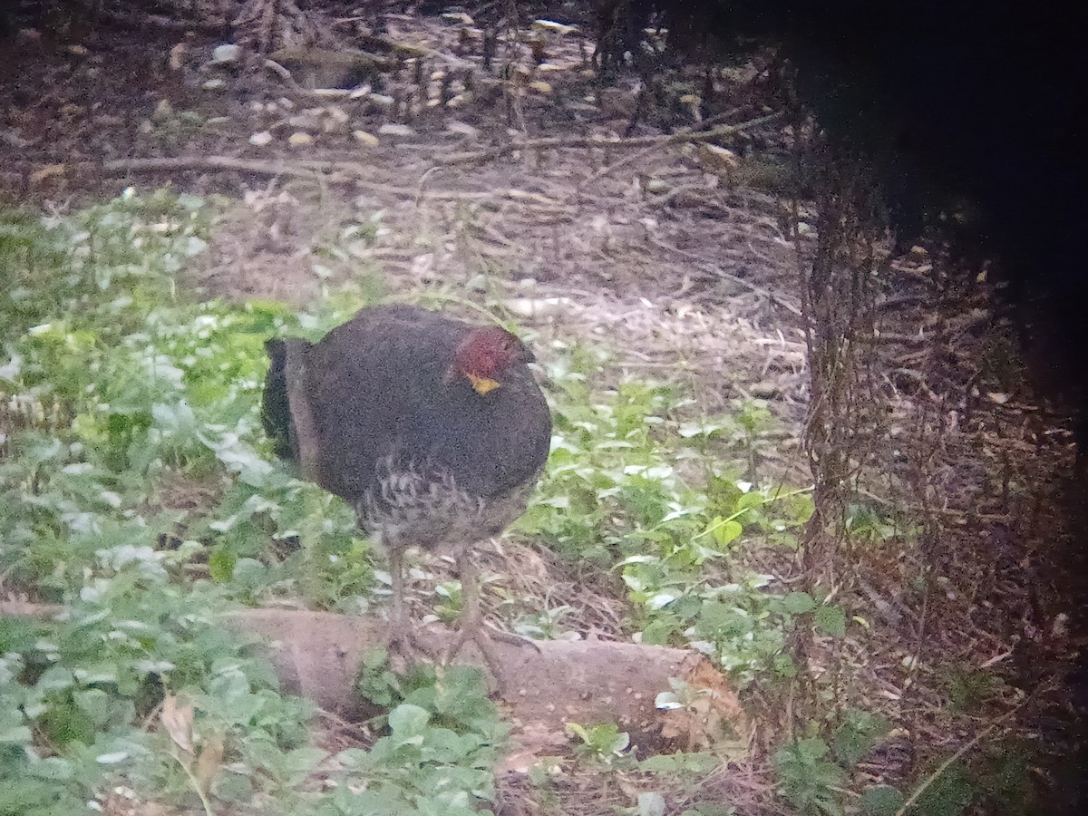 Australian Brushturkey - ML642053960