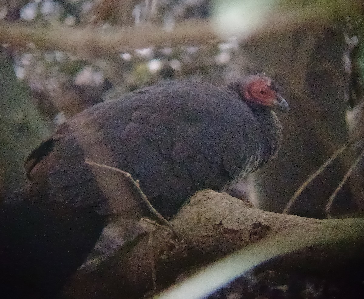 Australian Brushturkey - ML642053961