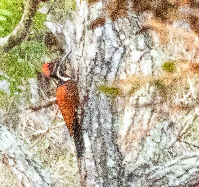 Red-backed Flameback - ML642053964