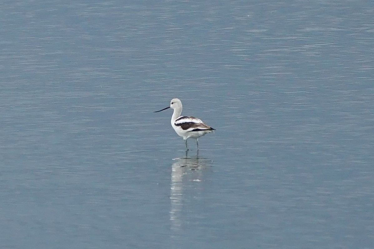 American Avocet - ML642053983