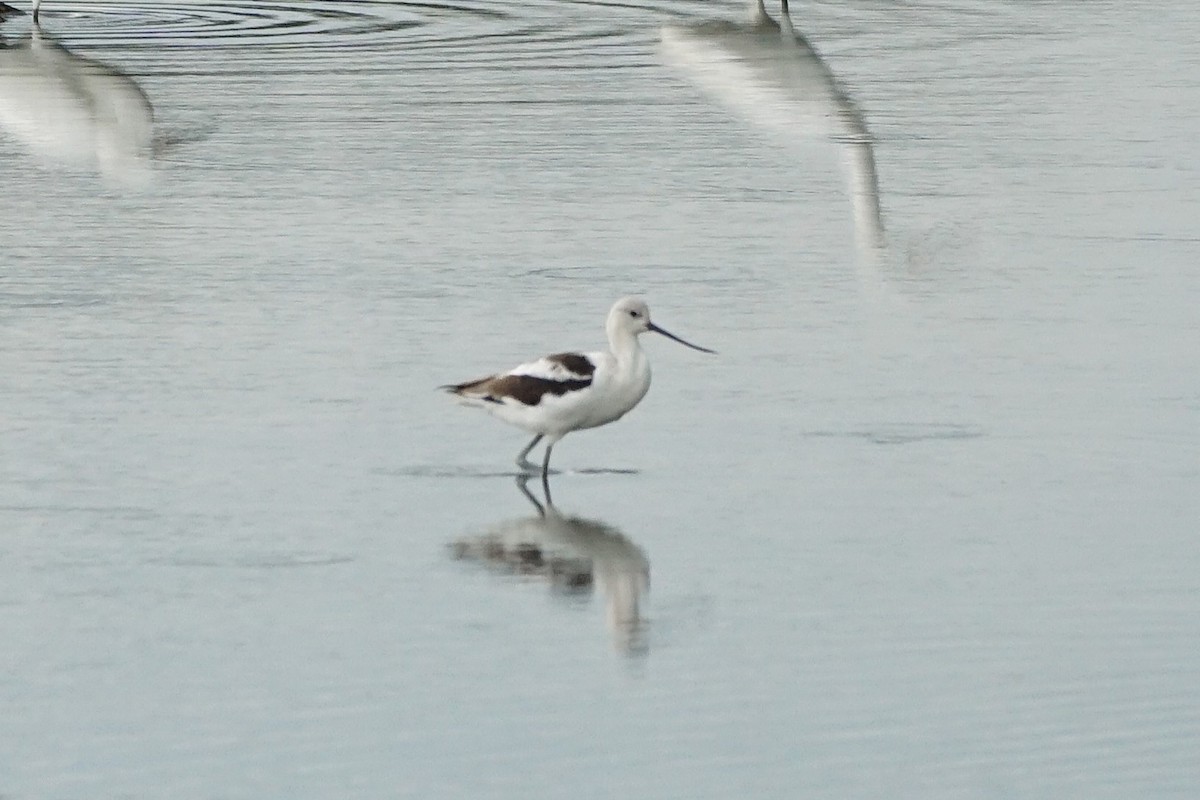 American Avocet - ML642053984