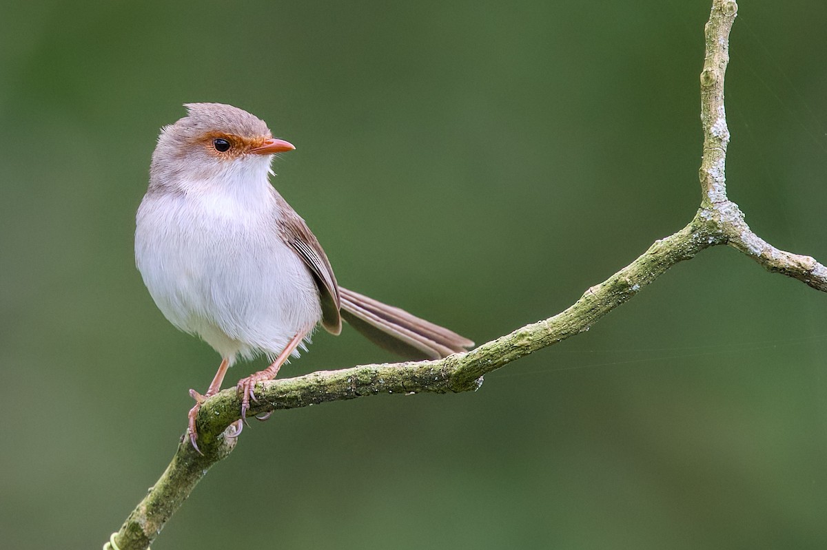 Superb Fairywren - ML642053992