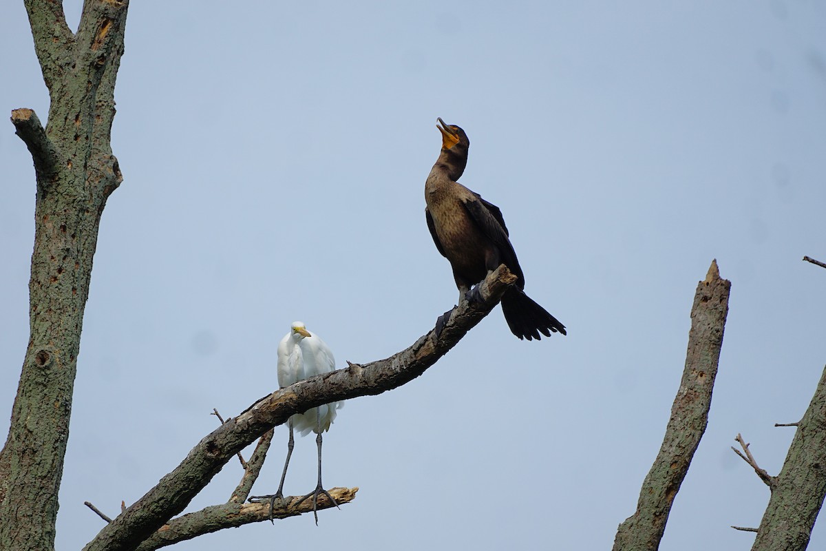 Double-crested Cormorant - ML642053998