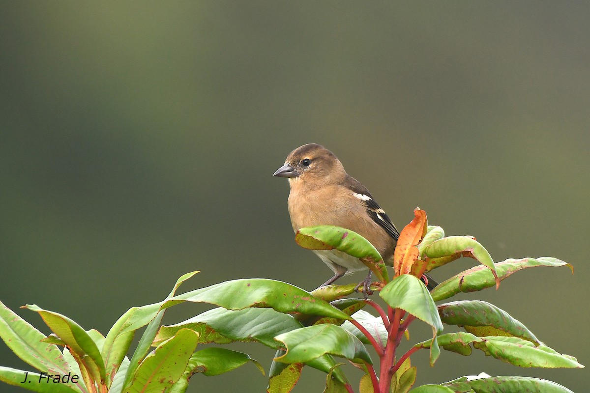 Azores Chaffinch - ML642053999