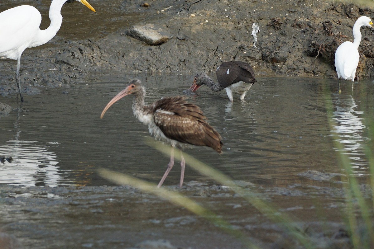 White Ibis - ML642054000