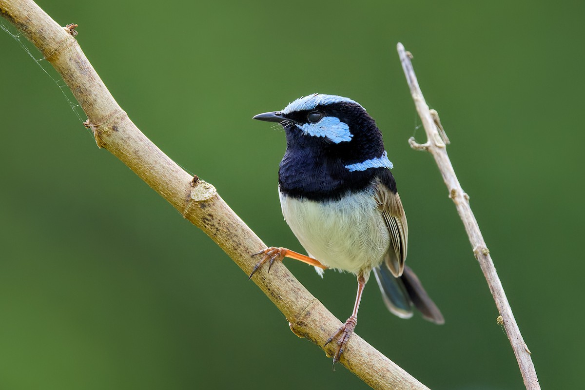 Superb Fairywren - ML642054004