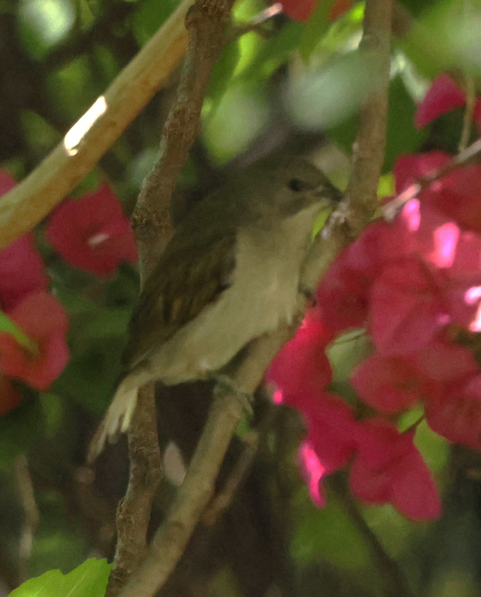 Lesser Honeyguide - ML642054012