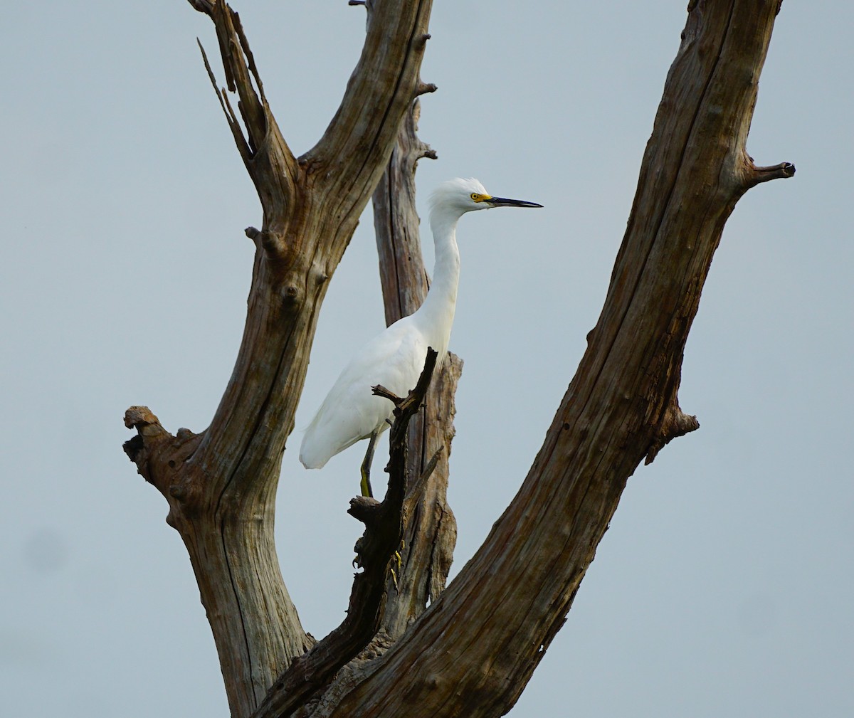 Snowy Egret - ML642054019