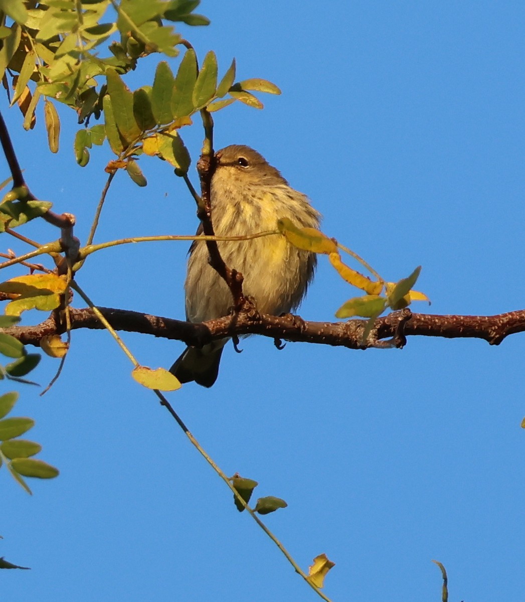 Cape May Warbler - ML642054021