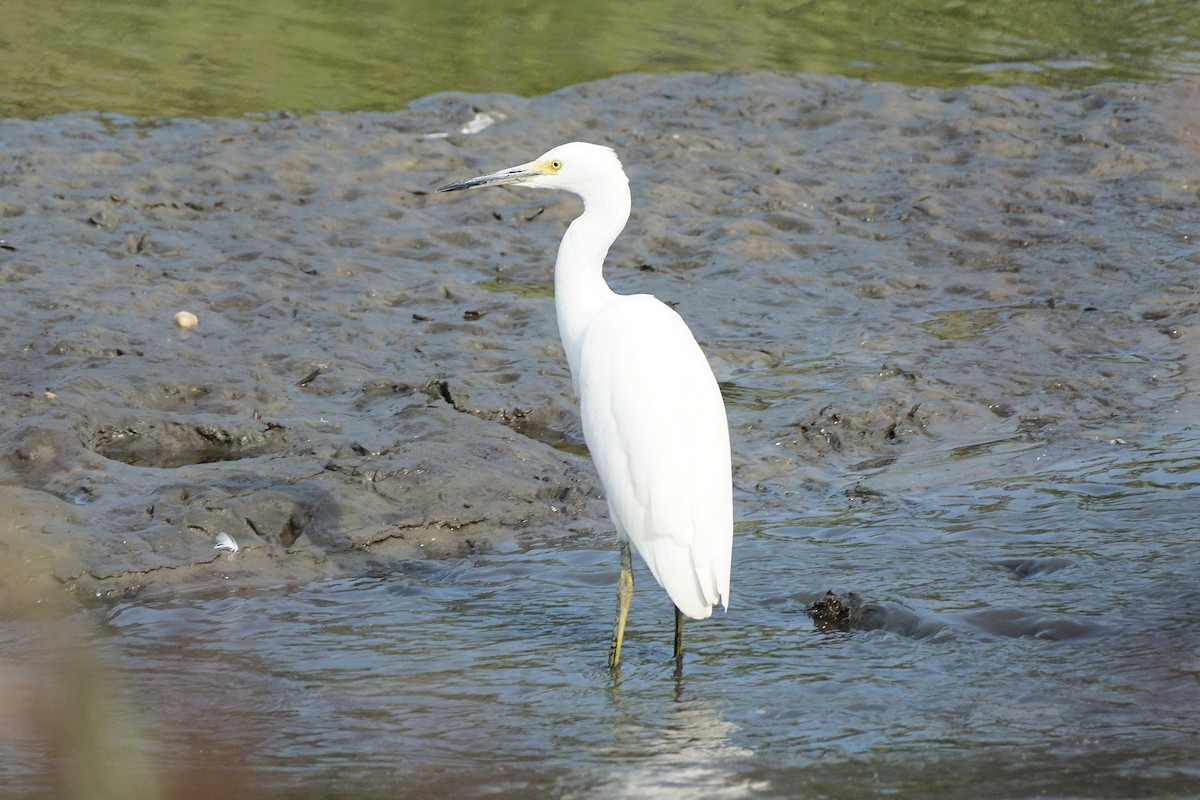 Snowy Egret - ML642054025