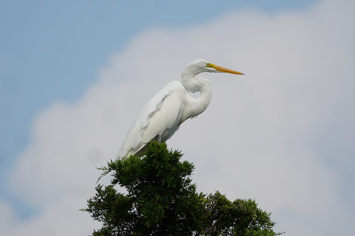 Great Egret - ML642054034