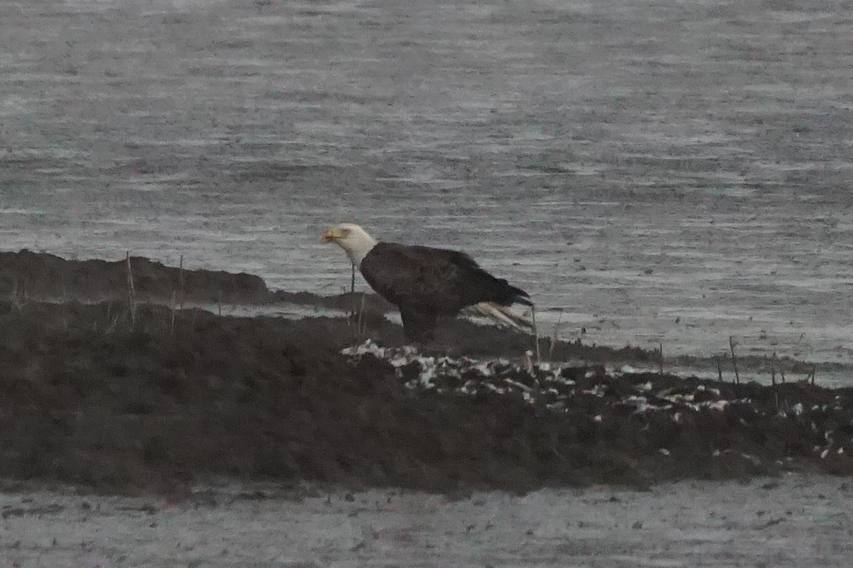 Bald Eagle - ML642054035