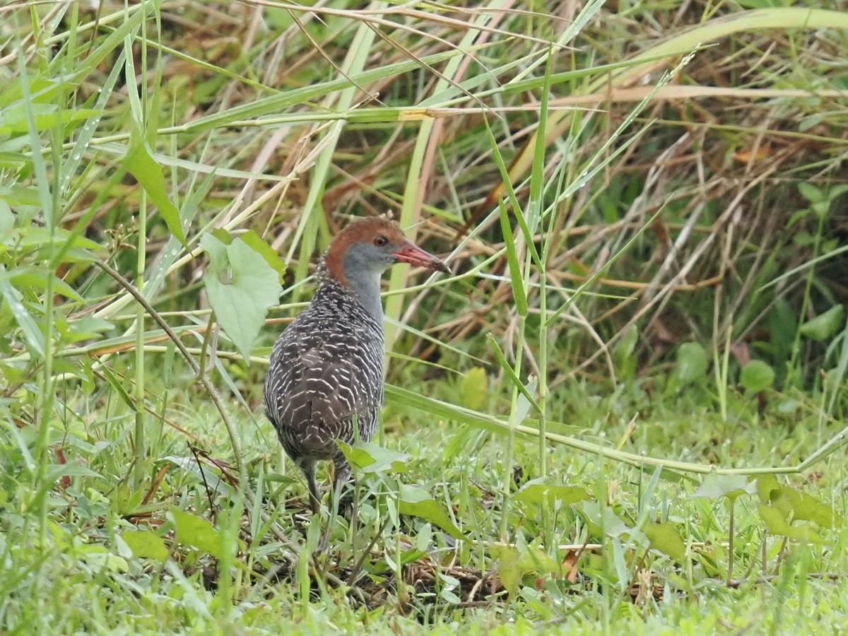 Slaty-breasted Rail - ML642054046