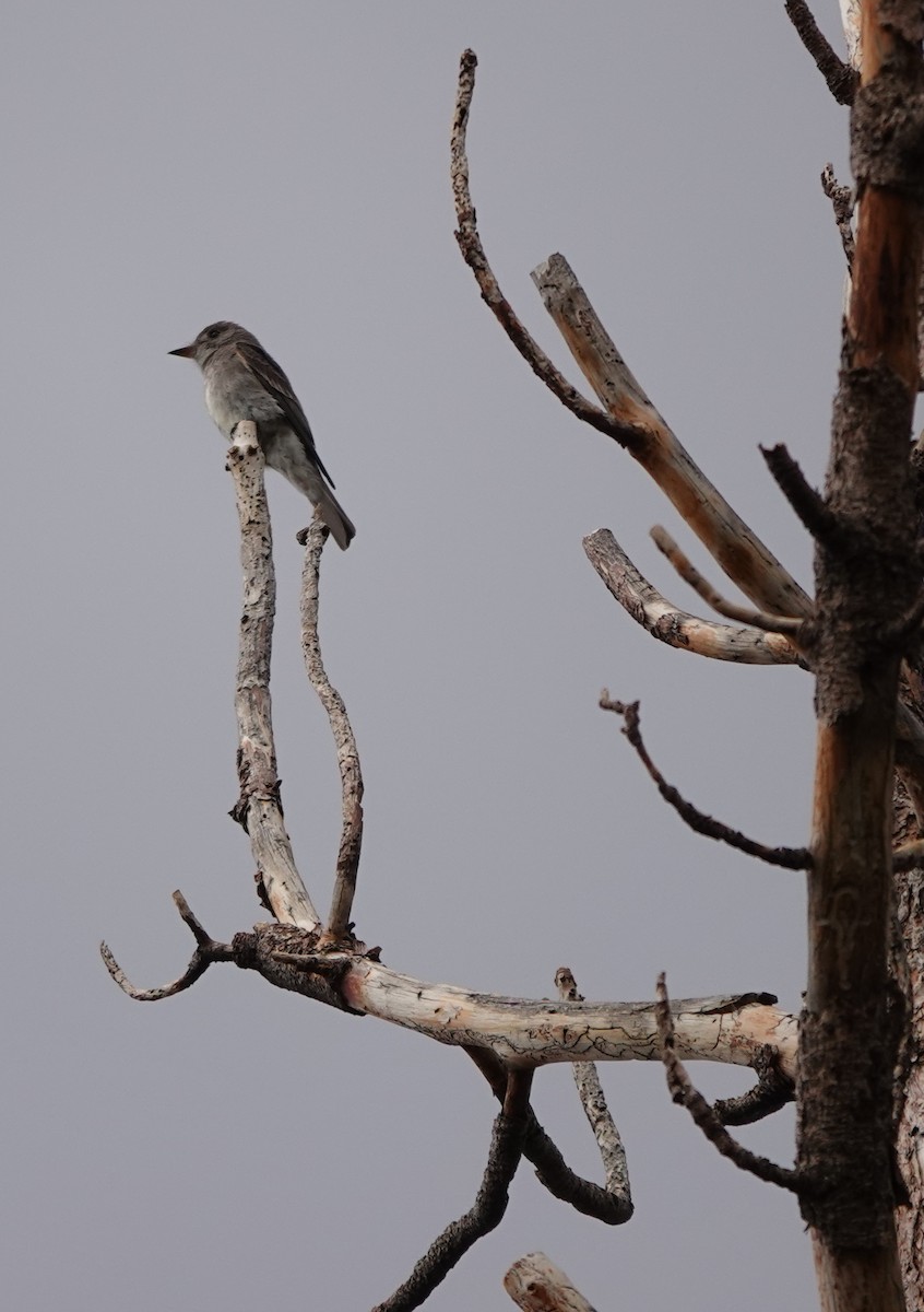 Western Wood-Pewee - ML642054056
