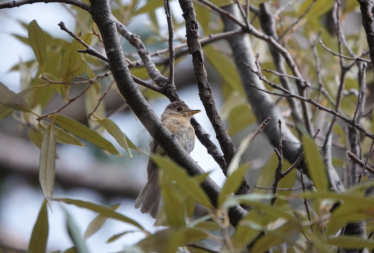 Buff-breasted Flycatcher - ML642054074