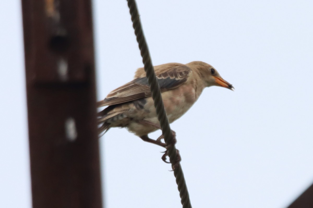 Rosy Starling - ML642054076