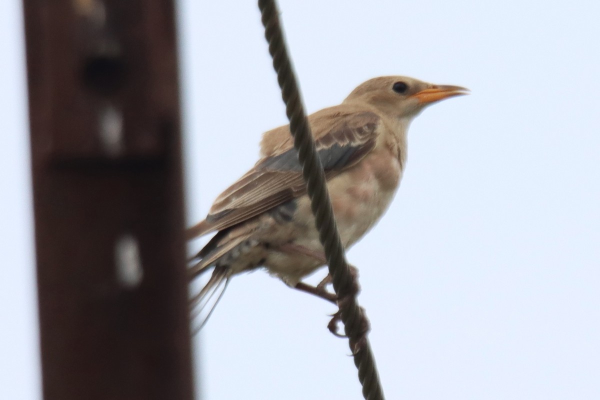Rosy Starling - ML642054077