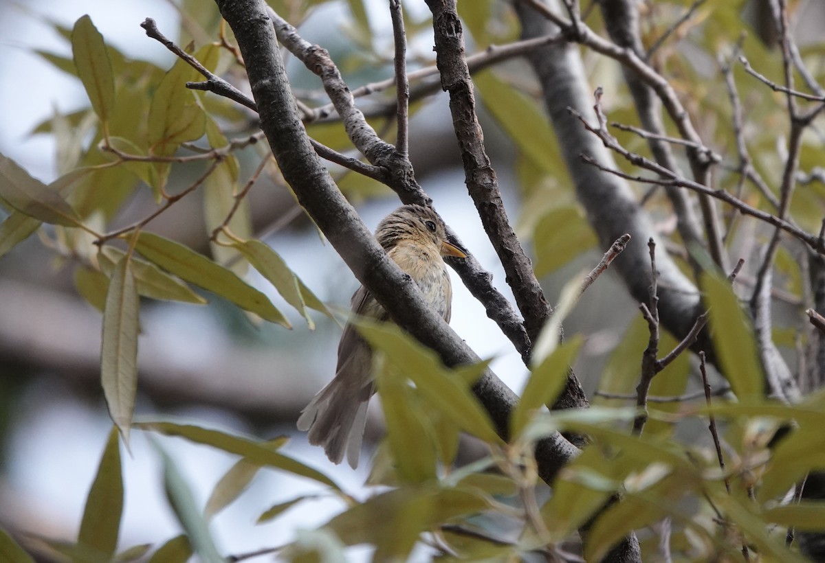 Buff-breasted Flycatcher - ML642054078