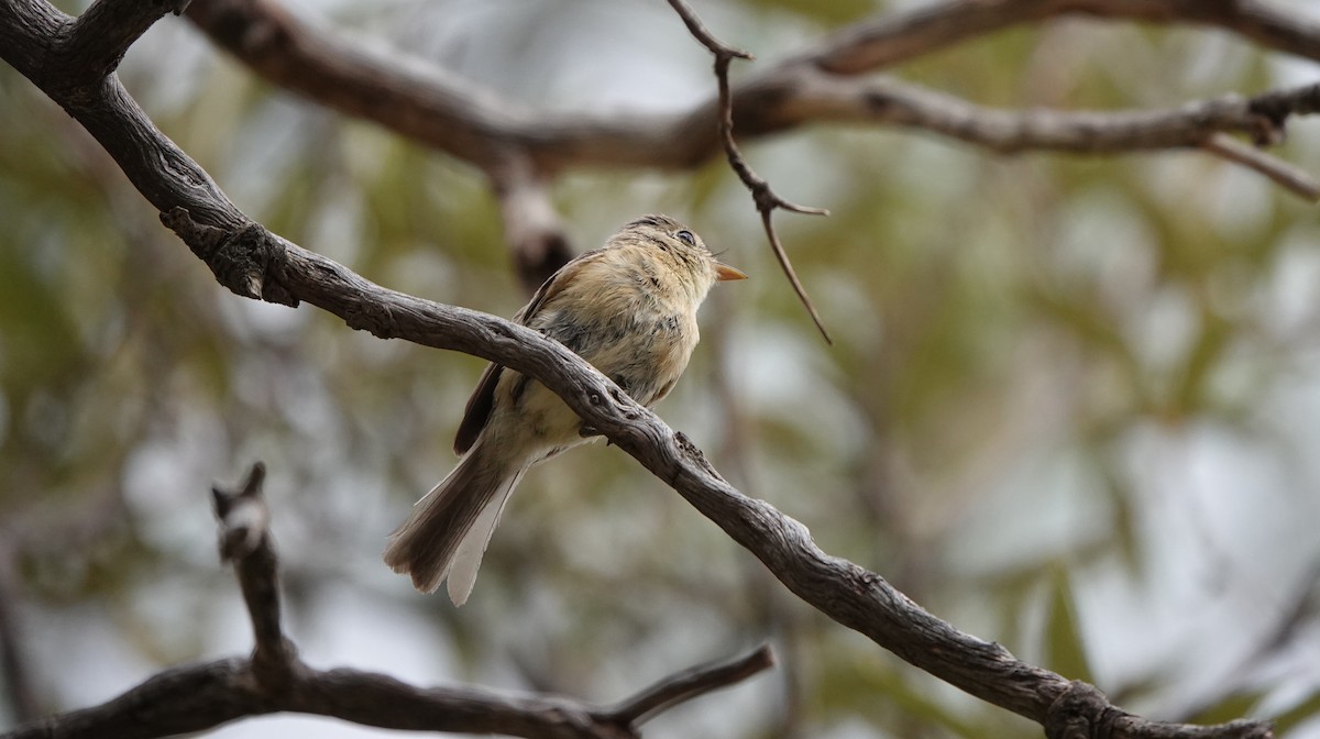 Buff-breasted Flycatcher - ML642054079