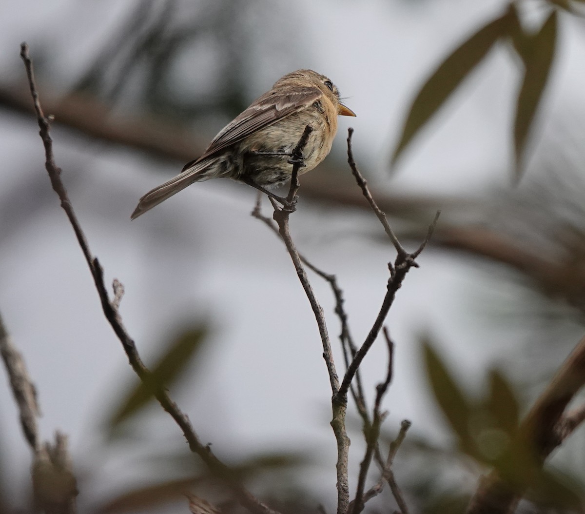 Buff-breasted Flycatcher - ML642054081