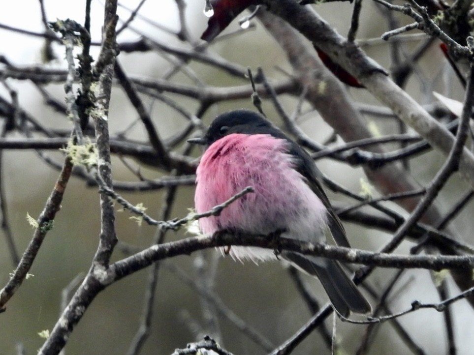 Pink Robin - ML642054096