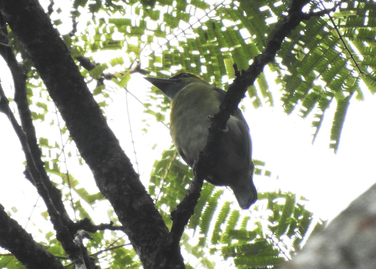 Yellow-crowned Barbet - ML642054115