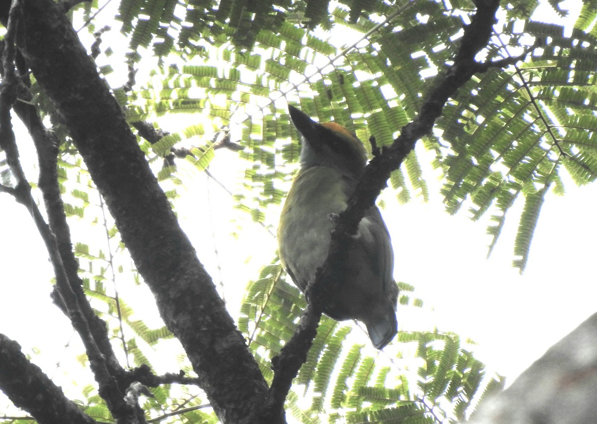 Yellow-crowned Barbet - ML642054116