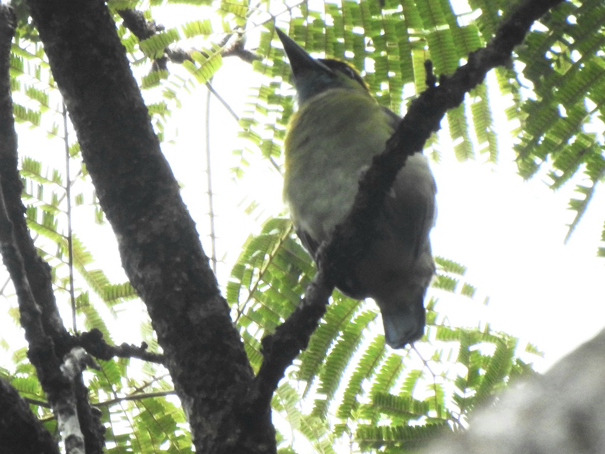 Yellow-crowned Barbet - ML642054118