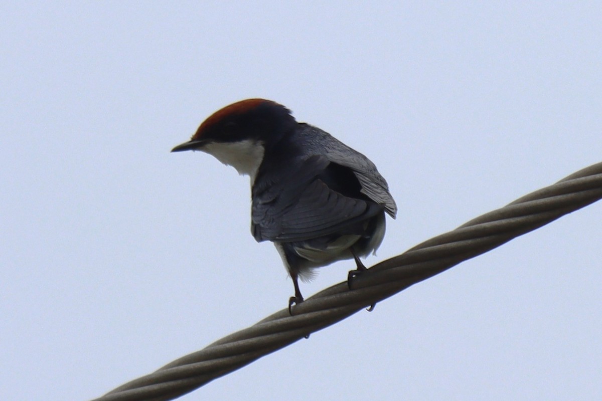 Wire-tailed Swallow - ML642054120