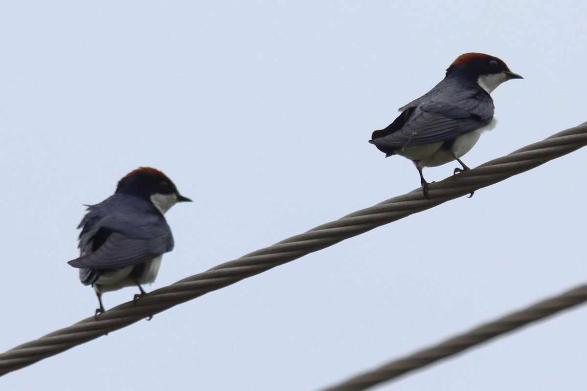 Wire-tailed Swallow - ML642054121