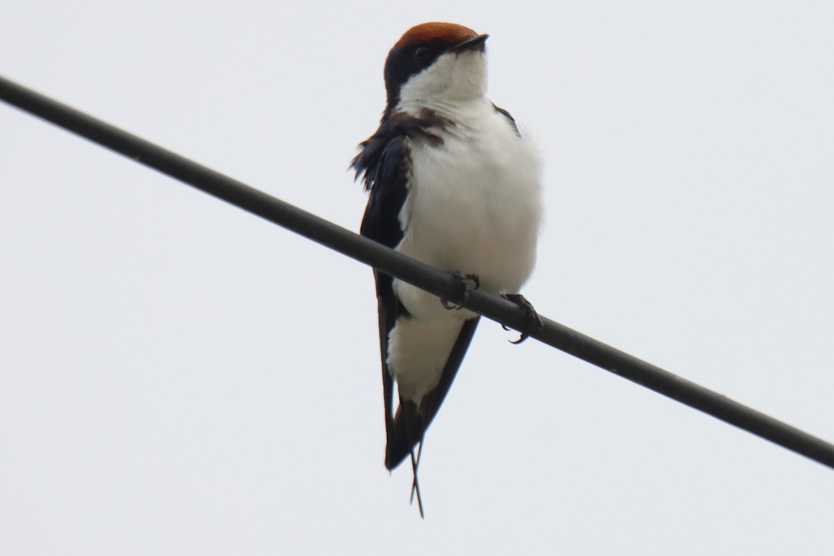 Wire-tailed Swallow - ML642054122