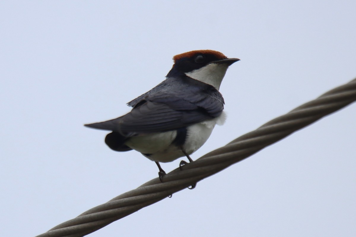 Wire-tailed Swallow - ML642054123