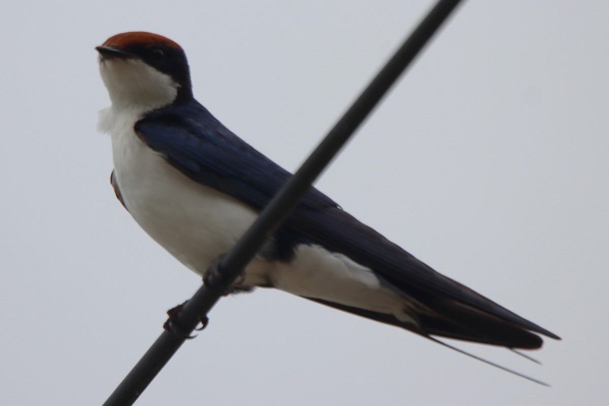 Wire-tailed Swallow - ML642054124