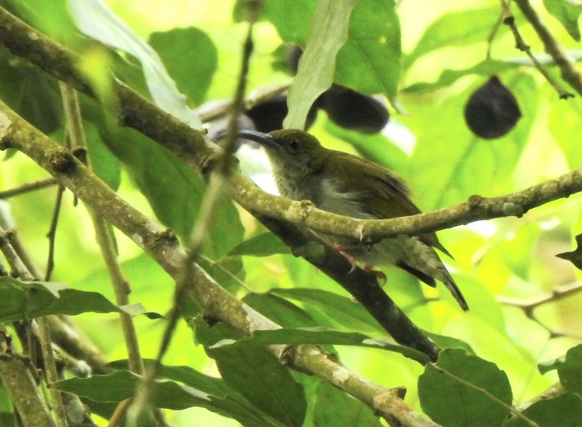Gray-breasted Spiderhunter - ML642054136